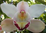 Vacaru 'Invincible'